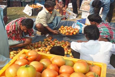 Krishak Sahayak Kendra,Pathar Pratima Block Seed Farm Krishak Bazar